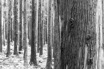 Obraz premium 나무 사진