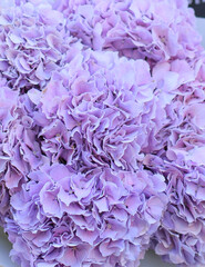Young man holding a beautiful blossoming flower bouquet of purple Hydrangea. A bunch of purple hydrangeas. Natural hydrangea flowers background.