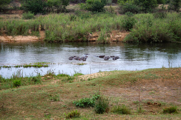 Hipps im Fluss Flusspferde