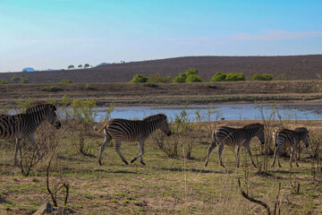Fototapeta na wymiar Zebras in freier Natur im Krüger Nationalpark Zebrafamilie