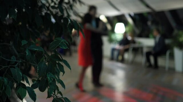 Party, Milonga. The leaves of the plant are close-up against the background of people sitting at a table and couples are dancing a tango. Out of focus, bokeh. Novosibirsk. Siberia.