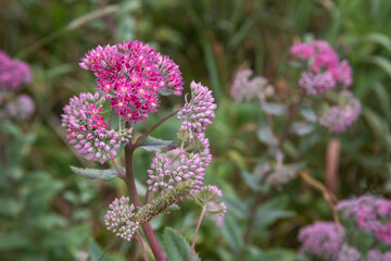Obraz premium Hylotelephium triphyllum flower or Sedum Stonecrop