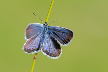 Reverdin's Blue butterfly - Plebejus argyrognomon, beautiful small blue butterfly from European meadows and grasslands, Zlin, Czech Republic.