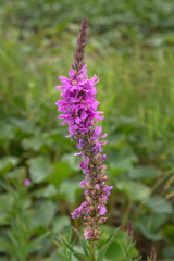 Lythrum salicaria flower