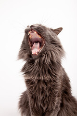 Gray cat yawning