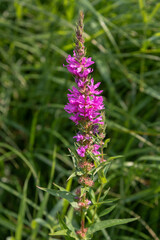Lythrum salicaria flower