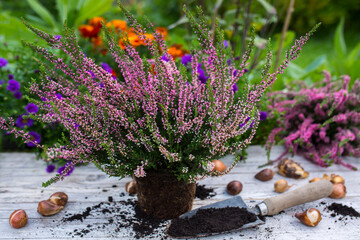 Heathers seedlings for planting in the garden.