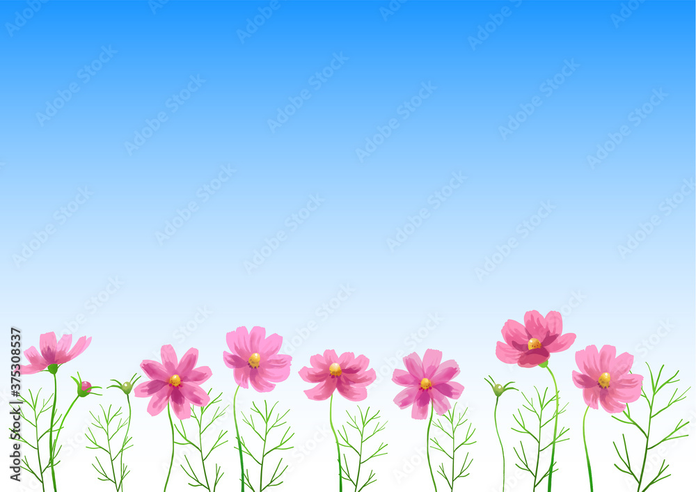 Sticker Isolated vector illustration of pink cosmos flowers. Hand painted watercolor background.