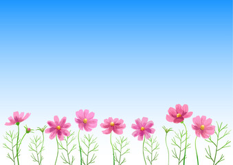 Isolated vector illustration of pink cosmos flowers. Hand painted watercolor background.