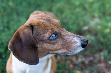 Spotted dachshund with dapple fur 
