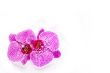 Fototapeta na wymiar couple orchid flower isolated on white background close up