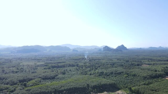Palm plantation and para plantation in southern Thailand