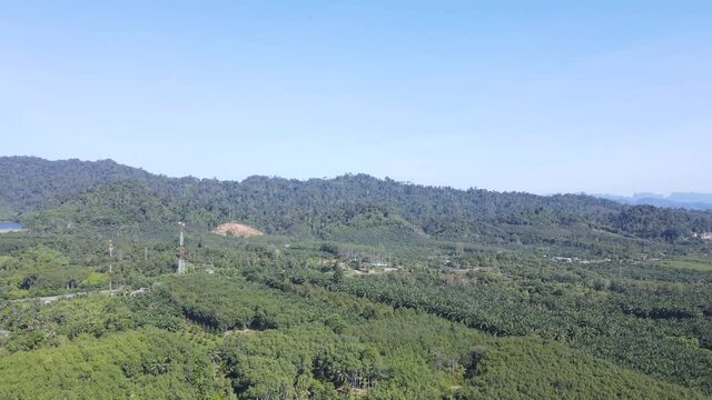 Palm plantation and para plantation in southern Thailand