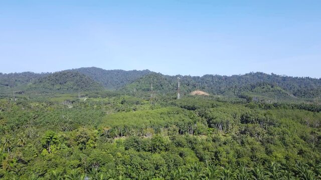 Palm plantation and para plantation in southern Thailand