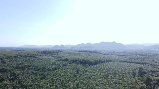 Palm plantation and para plantation in southern Thailand
