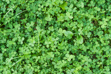 Green grass texture for background.