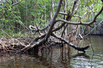 Everglades Florida Natur Dschungel LIanen Sumpf 