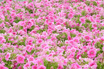 field of pink flowers