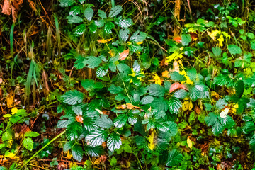 Autumn landscape in the forest of La Fageda de Grevolosa, La Garrotxa