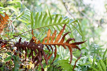 Farn im Unterholz des subtropischen Regenwaldes