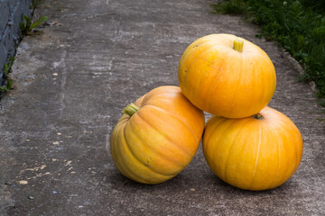 Mini  Pumpkins on brick background Vegetables grown on a personal plot.
