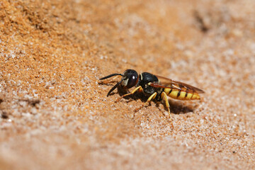 A pretty Bee Wolf Wasp, Philanthus triangulum, digging a hole in the sand.