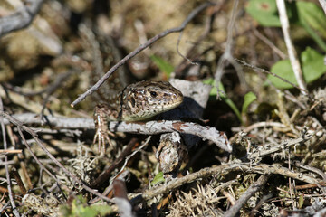A rare Sand Lizard, Lacerta agilis, sunning itself in the undergrowth.