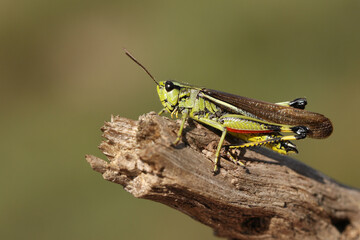 A rare male Large Marsh Grasshopper, Stethophyma grossum, resting on a twig.