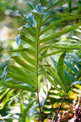 Close up eines subtropischen Farnes