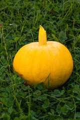 Yellow pumpkin on the green grass. Vegetables grown on a personal plot.