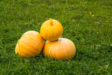 Yellow pumpkin on the green grass. Vegetables grown on a personal plot.