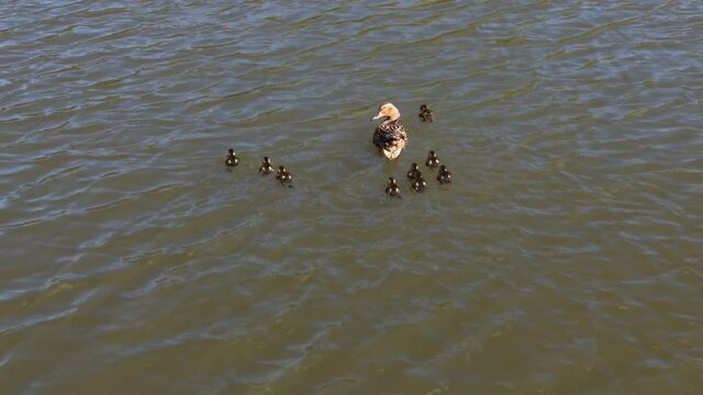 Duck and ducklings swimming in lake