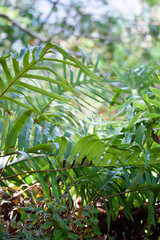 Vegetation im Nebelwald in den subtropischen Gebieten von Südafrika