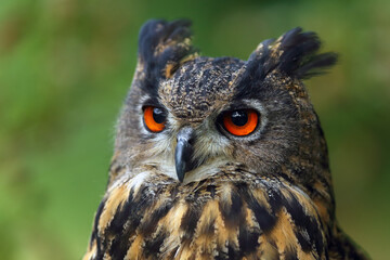 The portrait of a Eurasian eagle-owl (Bubo bubo) with a green and brown background.Portrait of a large European owl with orange eyes and ears with a green background.