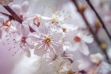 Macro image of spring cherry flowers, abstract soft floral .background.
