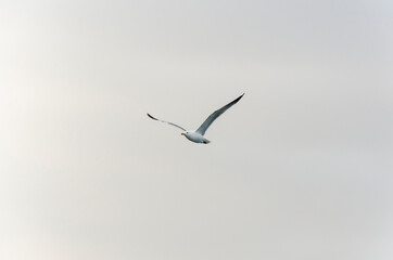 seagull in flight