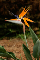 Fototapeta na wymiar A flower of paradise that resembles a bird's head