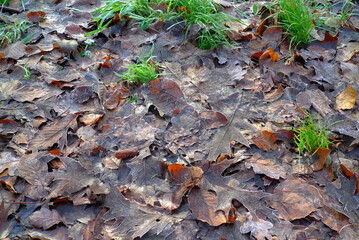autumn leaves on the ground