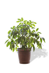 green plant in a pot isolated