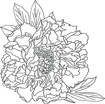 Peony  botanical flower  black and white  engraved ink art