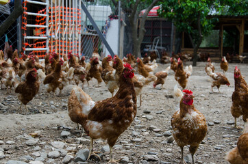 free range chicken