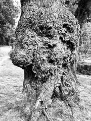 Black and white of an old tree