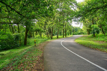 Fototapeta na wymiar Beautiful road in the green forest