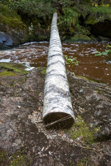 tree trunk over the Isterinkoski rapids in Muhos, Finland