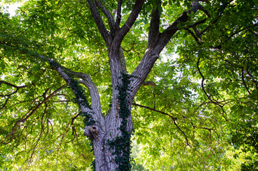 tree in the forest