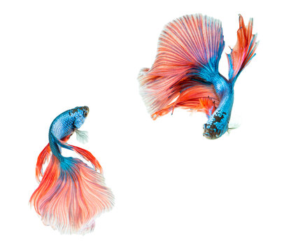 Pink and Blue Half moon Betta splendens or siamese fighting fish isolated on white background.