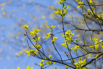 willow branches with green leaves