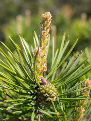 pine branch with green cones closeup