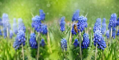 Blue lavender flowers in the field