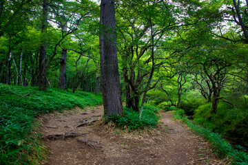 Obraz premium 日光 赤沼から小田代ヶ原に通じるハイキングコース